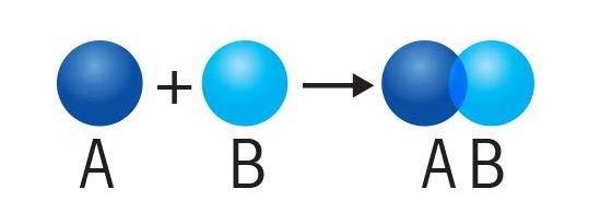 Synthesis: two reactants combine to form 
a larger or more complex product