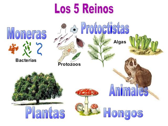 5 reinos de la naturaleza