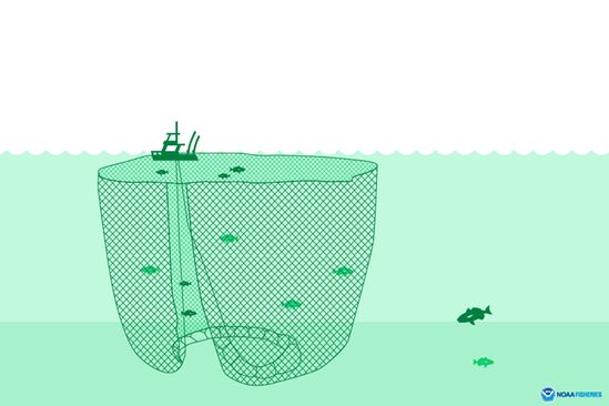 Fish is extracted through seine fishing
