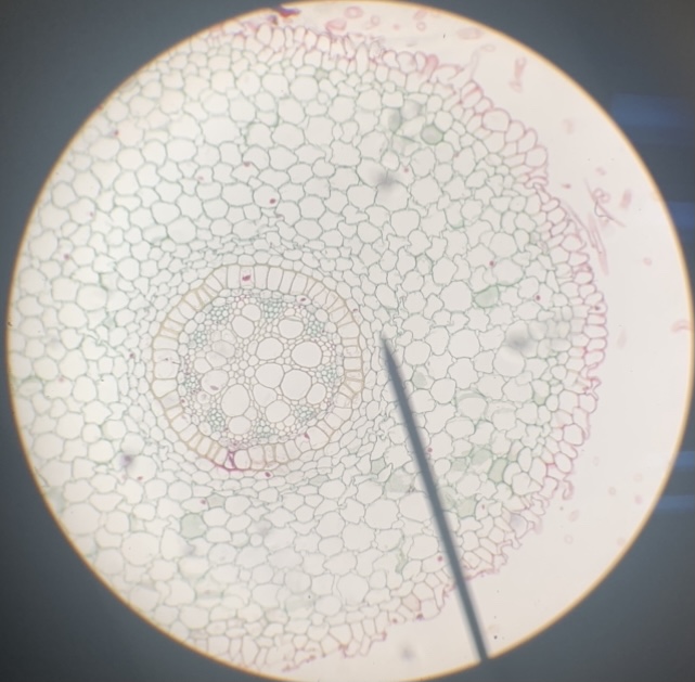 Monocot root 100x