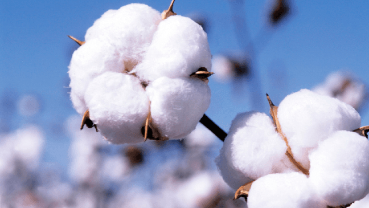 100% of cotton is certified organic, recycled, or cotton sourced through better initiatives