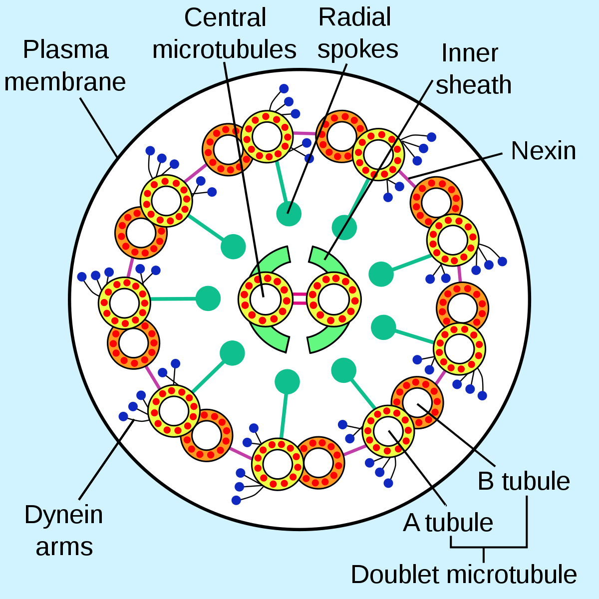 Axonema