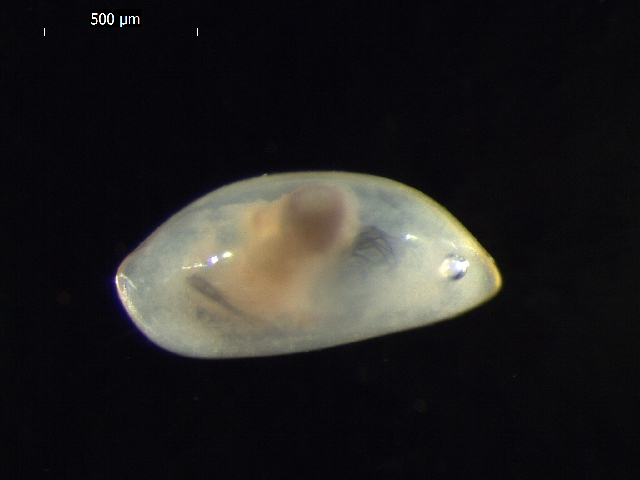 Ex. Macroscapha falcis