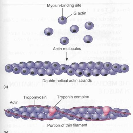 Double helix of F-actin protein (backbone)