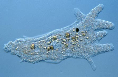 Ex. amoeba