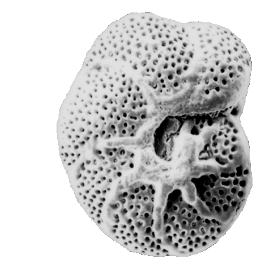 Foraminifera