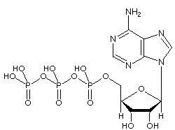 ATP