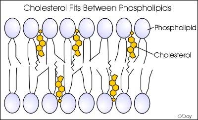 Maintains membrane fluidity