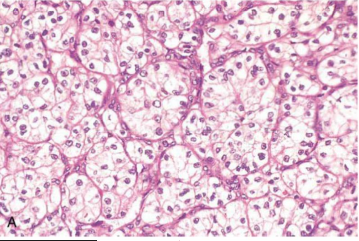 histología