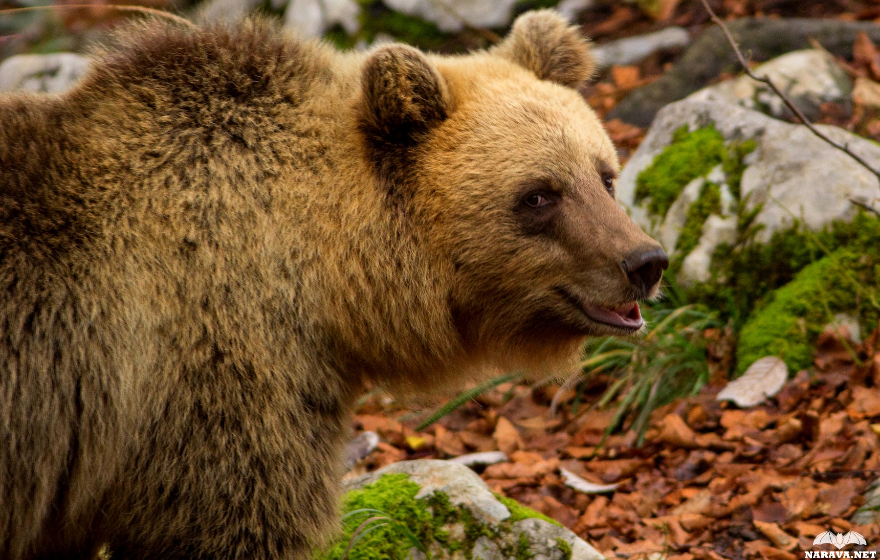 Brown Bear