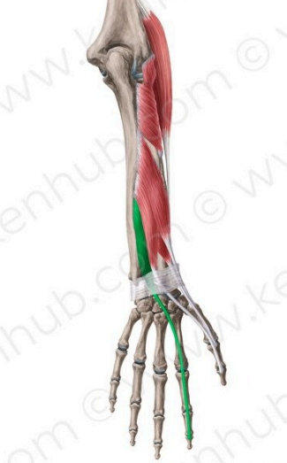 Extensor del índice