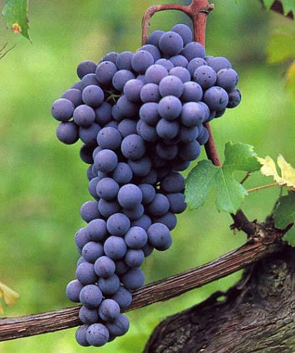 IL NEBBIOLO IN PIEMONTE
Le DOP del Nebbiolo 
tra antiche e nuove DOC e DOCG
