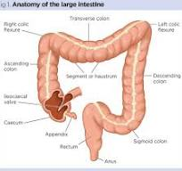Large Instine
