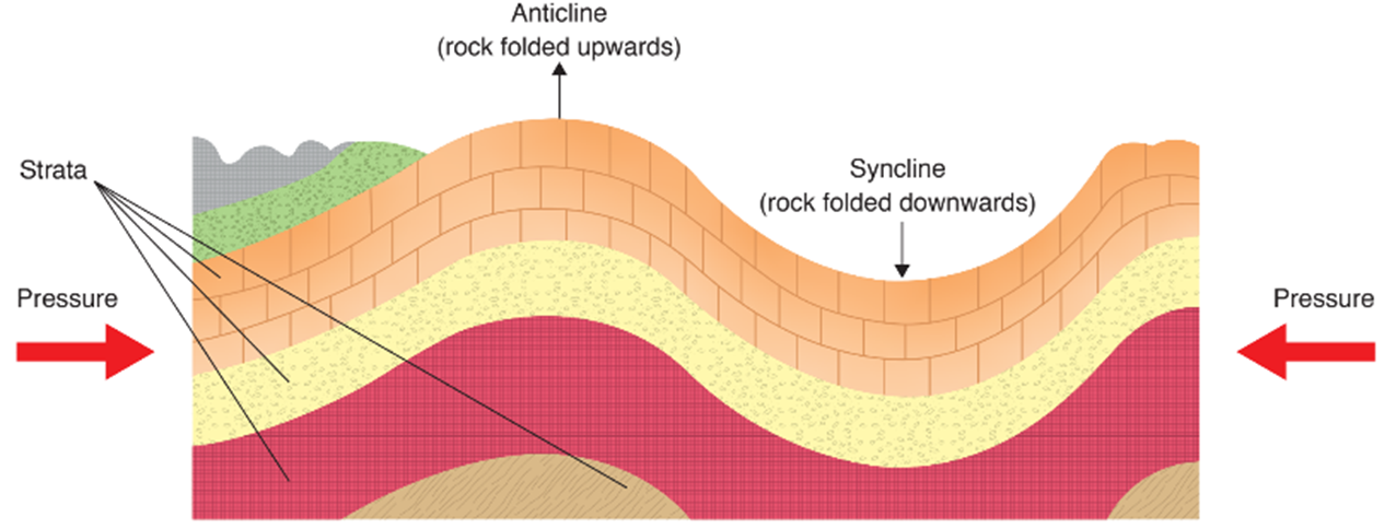 When two plates collide to form a fold mountain, these strata are crushed together and fold upwards to form fold mountains