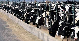 Factory farmed animals require energy and protein to grow and consume food from crops that we grow such as grains.