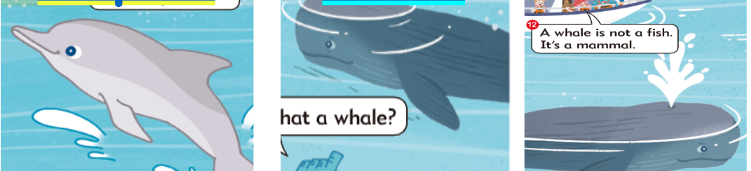 They see dolphins and whales.  Amy says they are mammals.