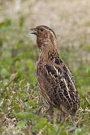 Quail