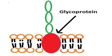 Glycoproteins

Proteins attached to sugar.