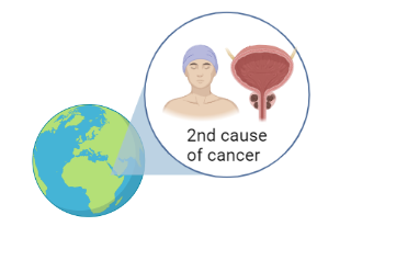 2nd most common cause of cancer in men globally