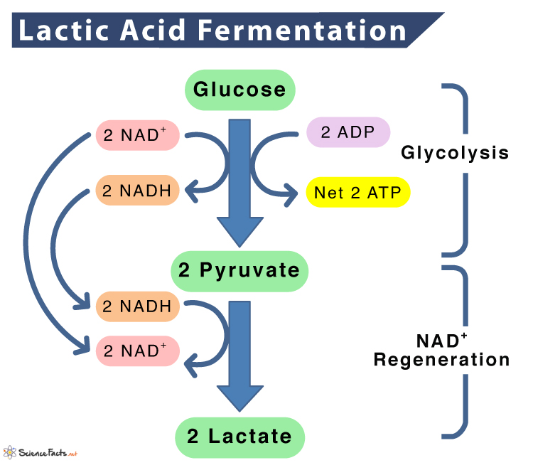 Lactate Fermentation
- Conversion of pyruvate to lactate
- Regeneration of NAD+ for glycolysis
- Common in muscle cells durin