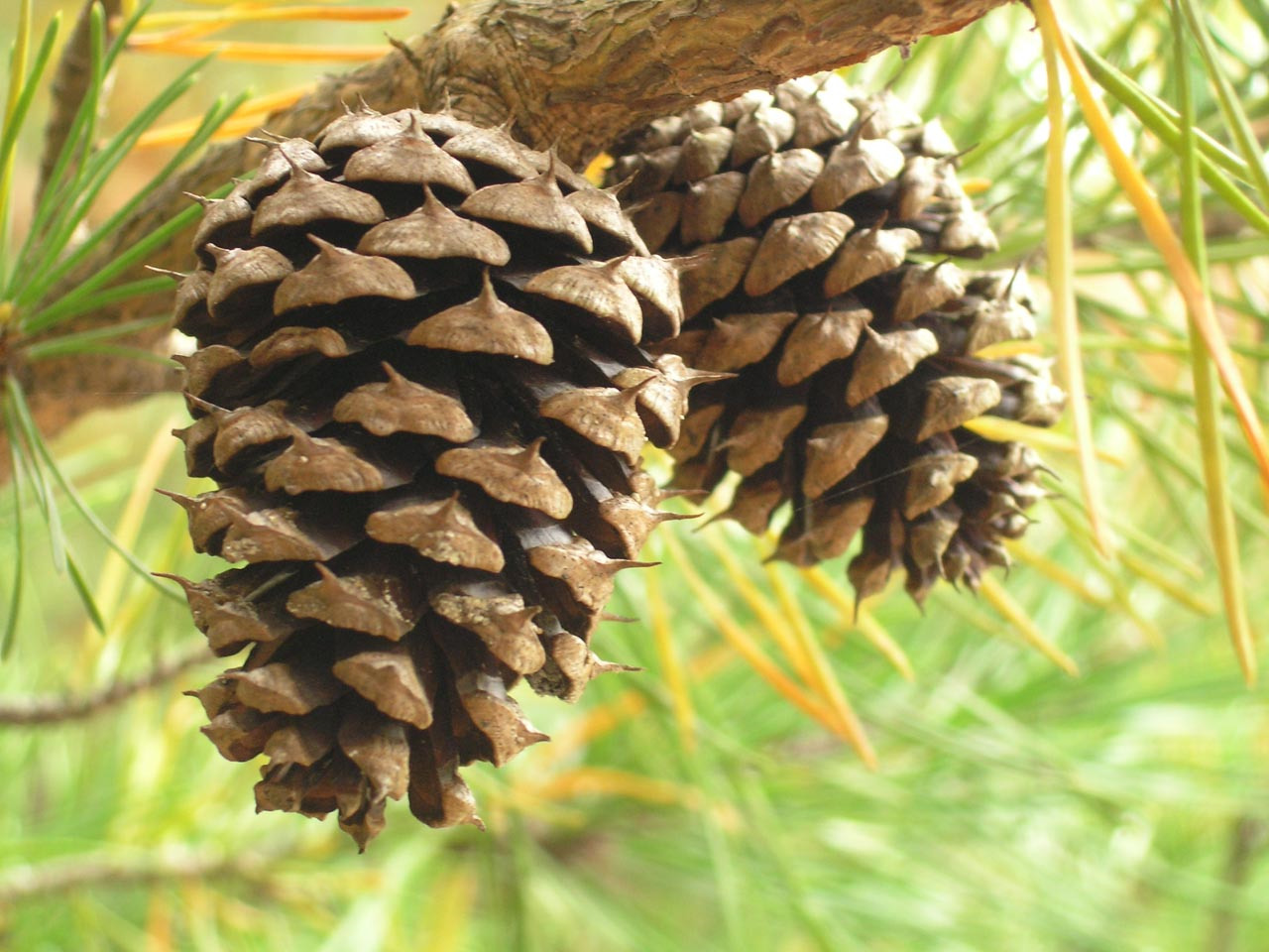Pine Tree