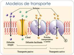 TRANSPORTE A TRAVÉS DE LAS MEMBRANAS BIOLÓGICAS
