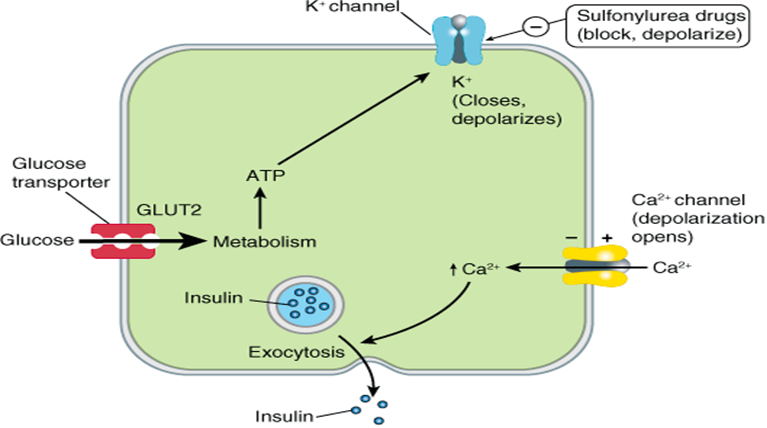 insulin work