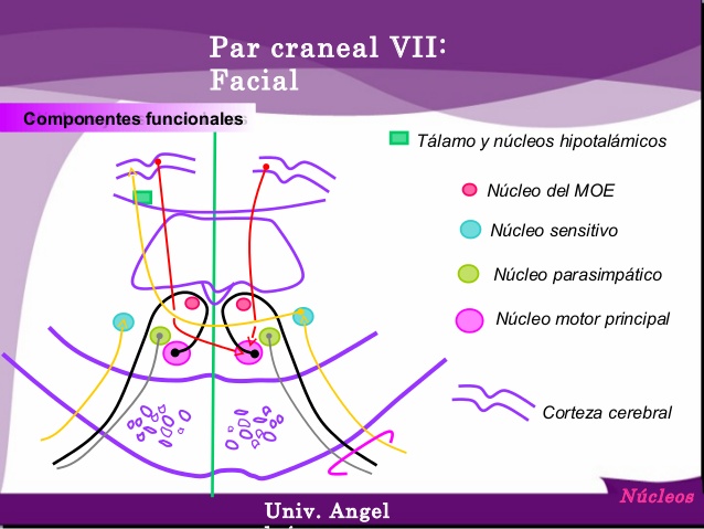 3 nucleos
