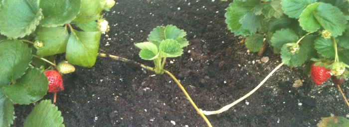 Estos promueven la reproducción por estolones,
común en el cultivo de la fresa.