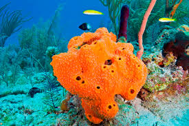 sponges