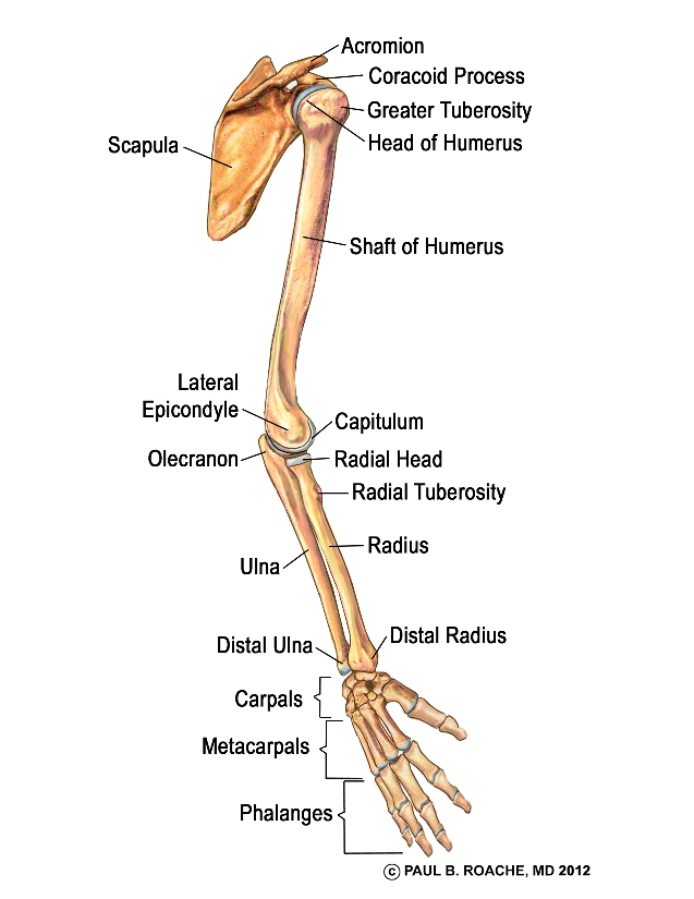 arm bone