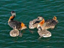 Podiceps major