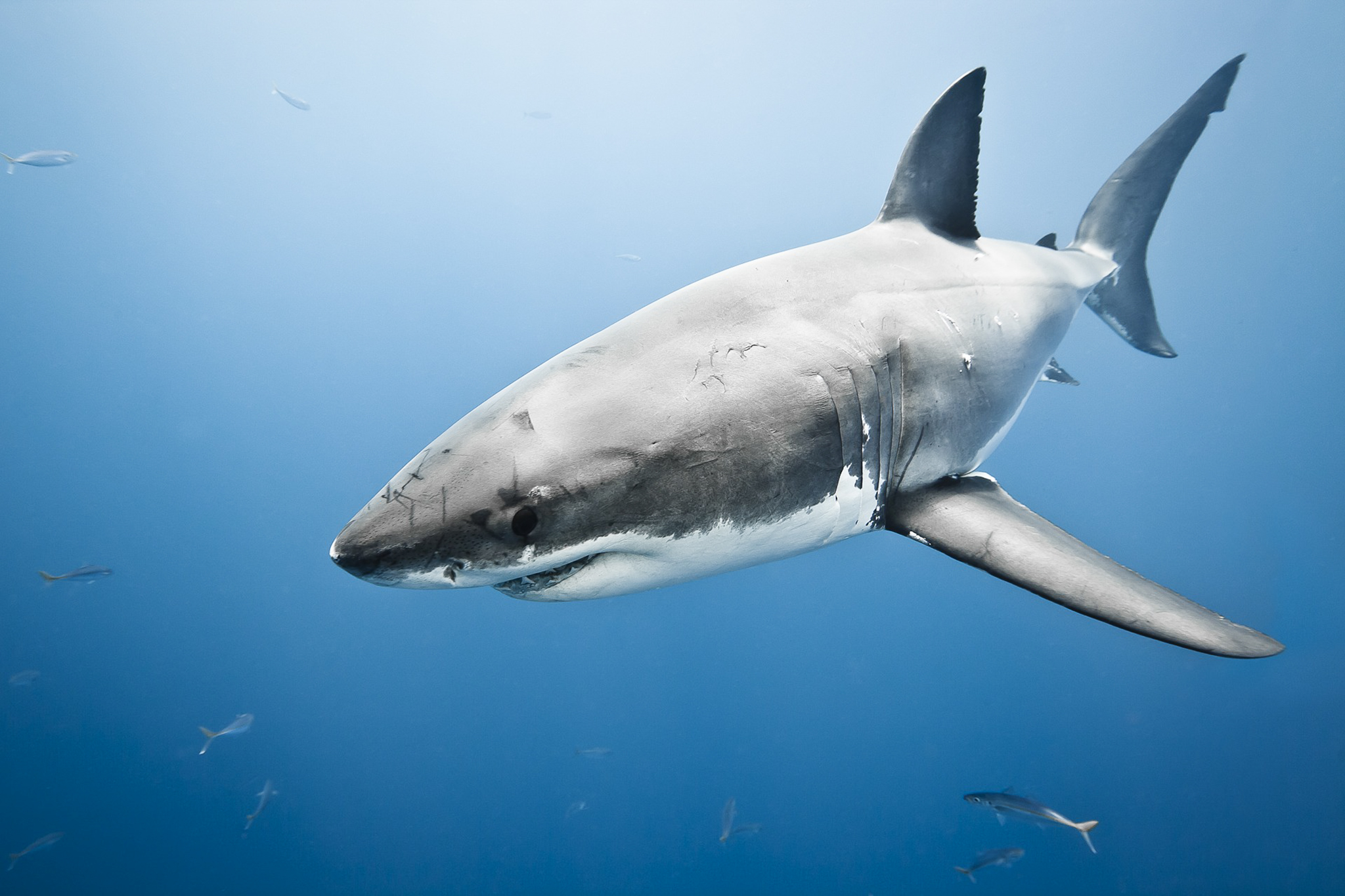Shark