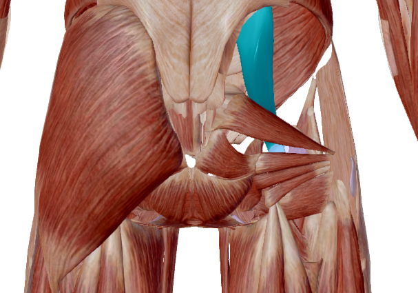 Iliopsoas Psoas mayor