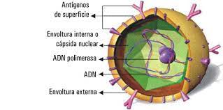 SERICA-Pertenece a la familia Hepadnaviridae (virus, envoltura ADN hepatotrópico)
vibrión 42nm/esférico