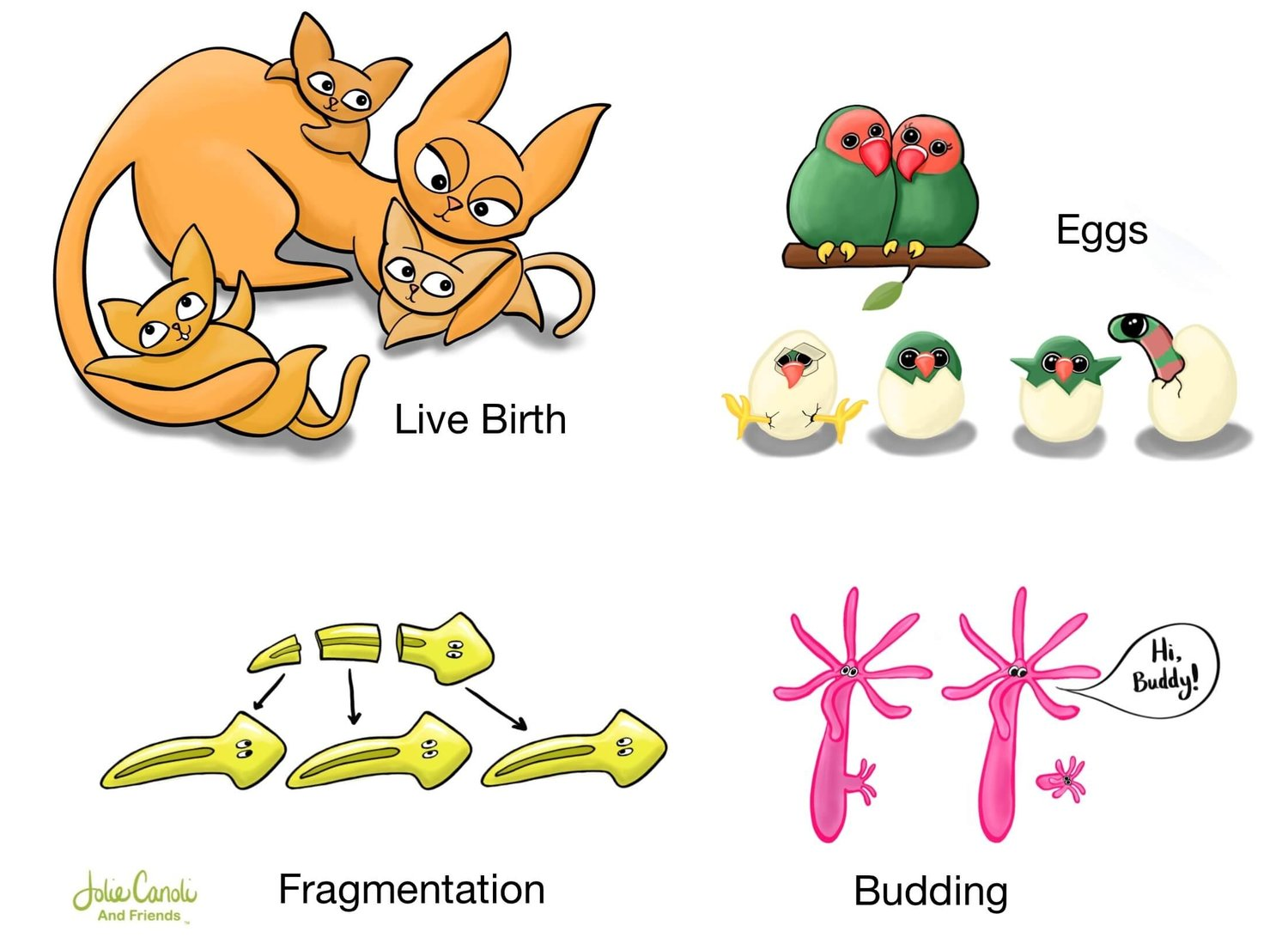 Reproduction: