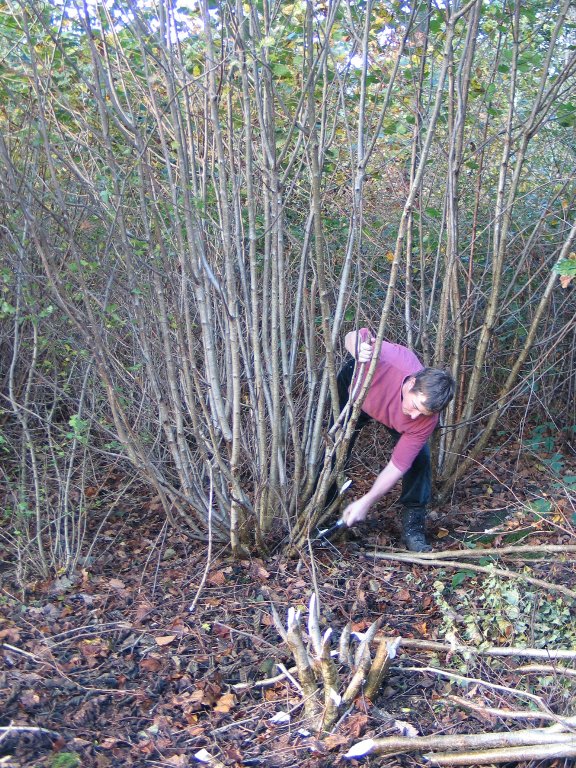 Roots in Village Woodmanship