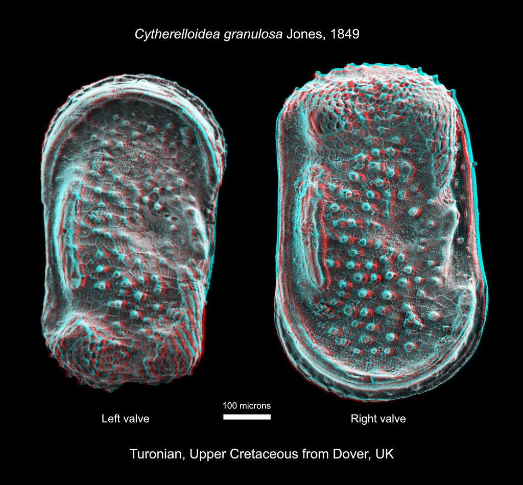 Cytherelloidea