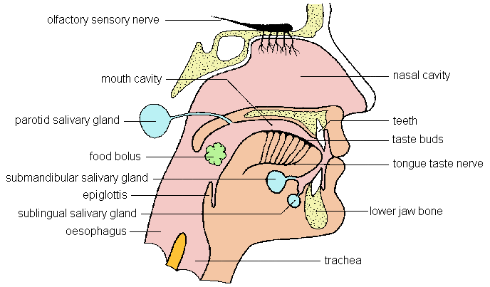Ingestion starts at the mouth.