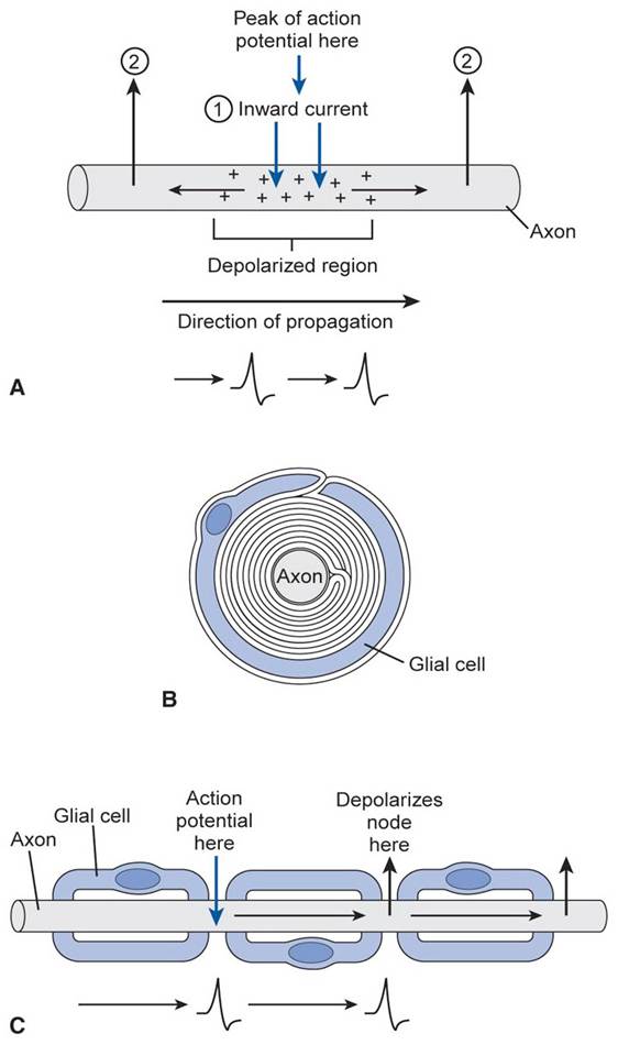MODES OF ACTION POTENTIAL CONDUCTION