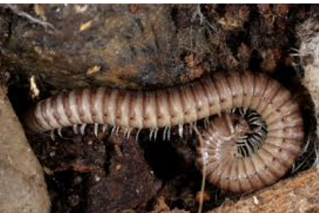 Ex.Myriapoda