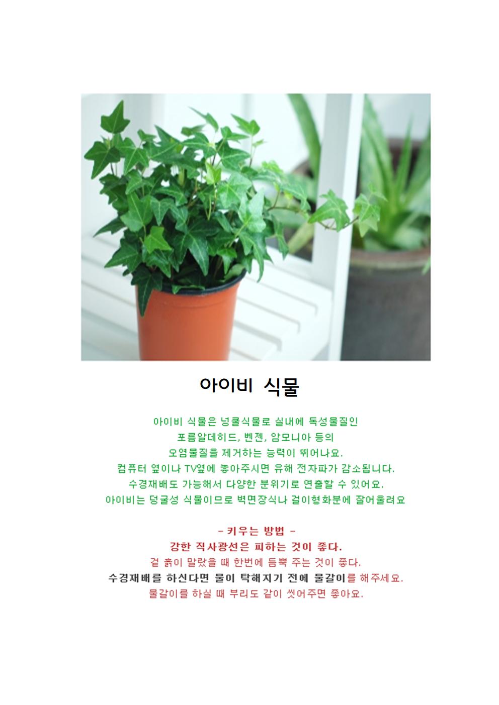 아이비