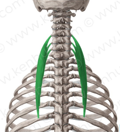 Iliocostal cervical
