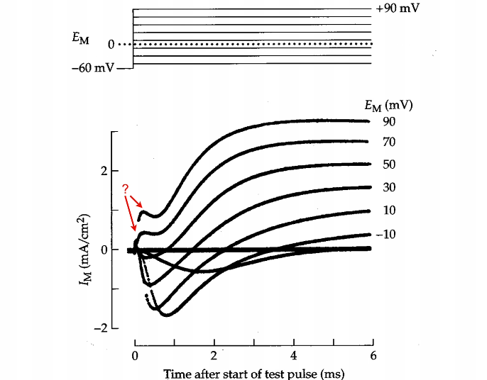 Na+, early inward current