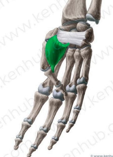 Abductor del pulgar