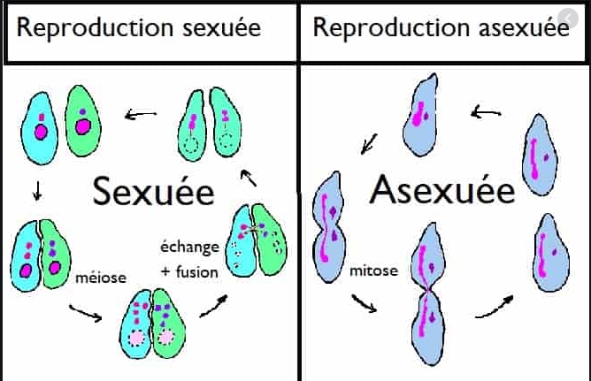 La reproduction : 

Pour assurer la survie des espèces vivantes, tout vivant a la capacité de se reproduire et d'engendrer d’