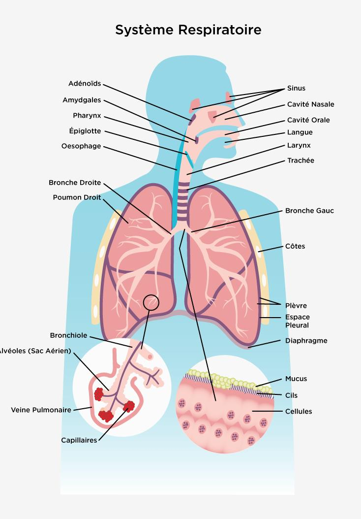 le système respiratoire