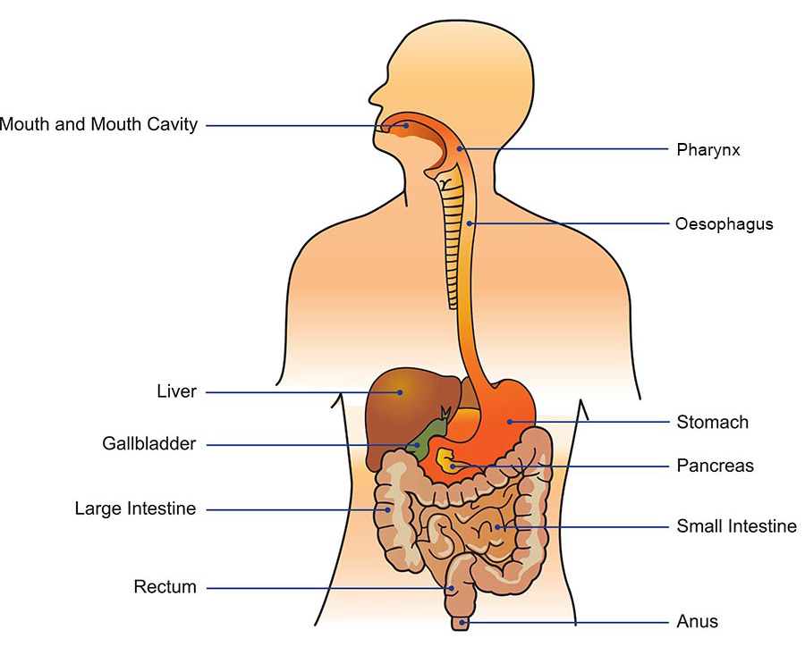 Digestive system