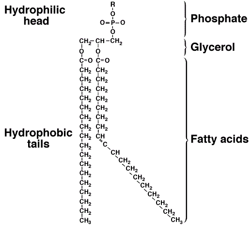 Phospholipids

A lipid containing a Phosphate group; 
amphophilic.