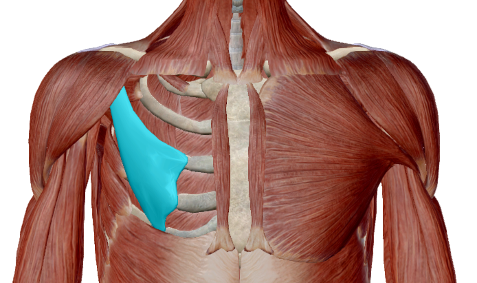 Pectoral menor